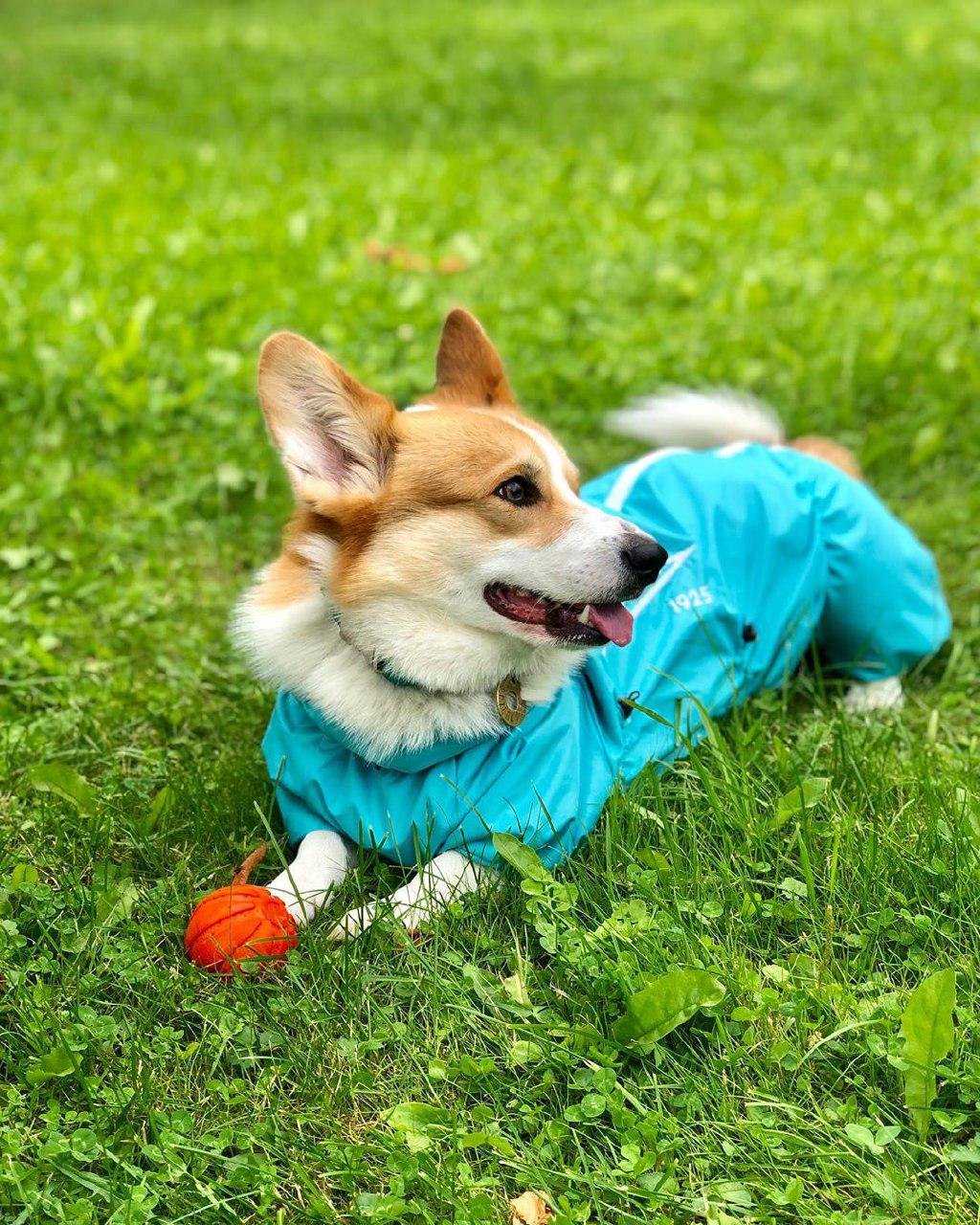Corgi lying down on the green grass