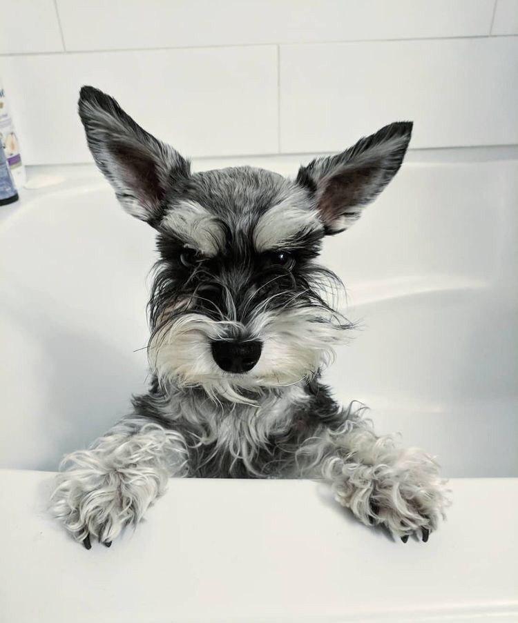 Schnauzer dog with angry face while in the bathtub