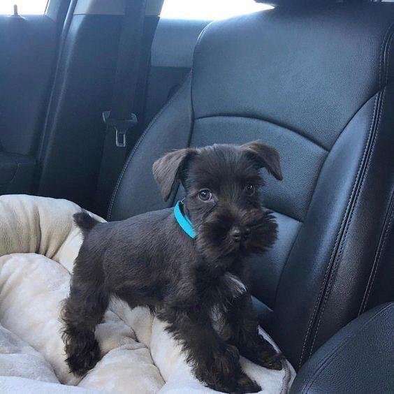 black Schnauzer puppy on car