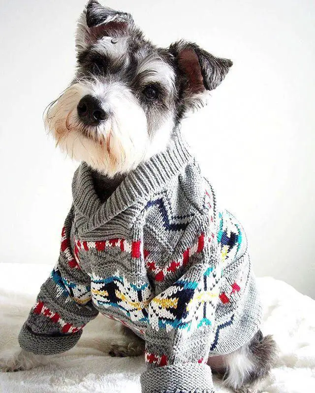 Schnauzer dog sitting on the bed wearing a sweater