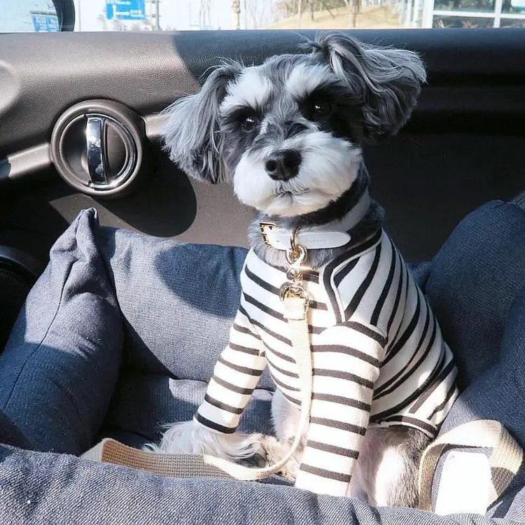 Schnauzer dog sitting on the car wearing its striped tshirt