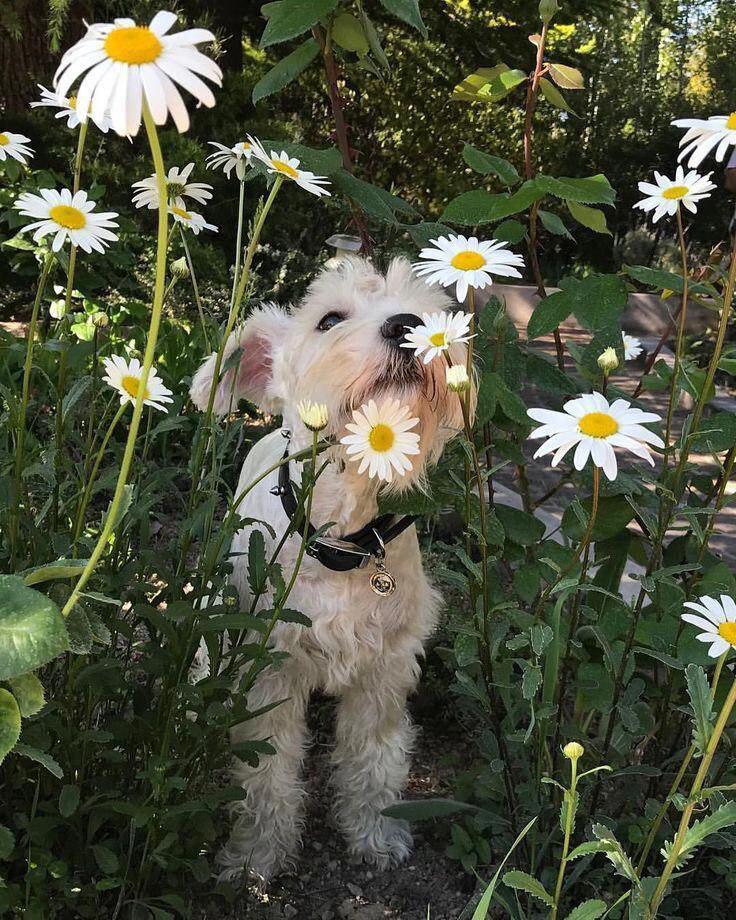 Schnauzer dog smelling daisies