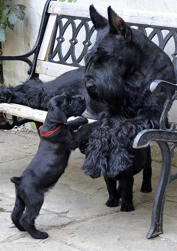 black Schnauzer dog and puppy