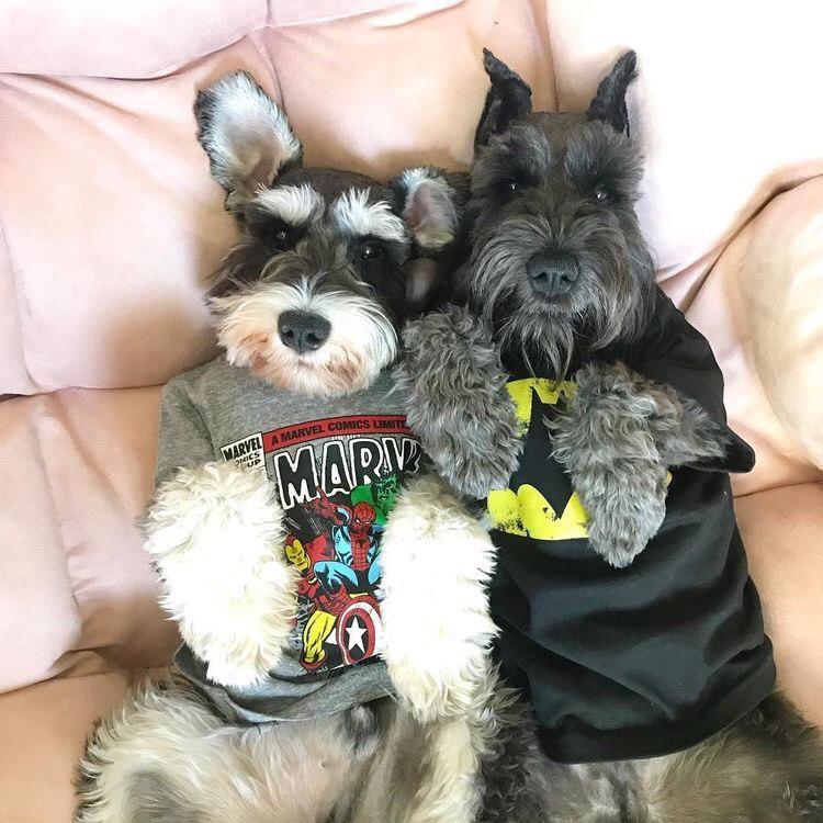 Schnauzers in bed wearing a marvel t-shirt and batman tshirt