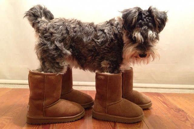 Schnauzer dog wearing human boots