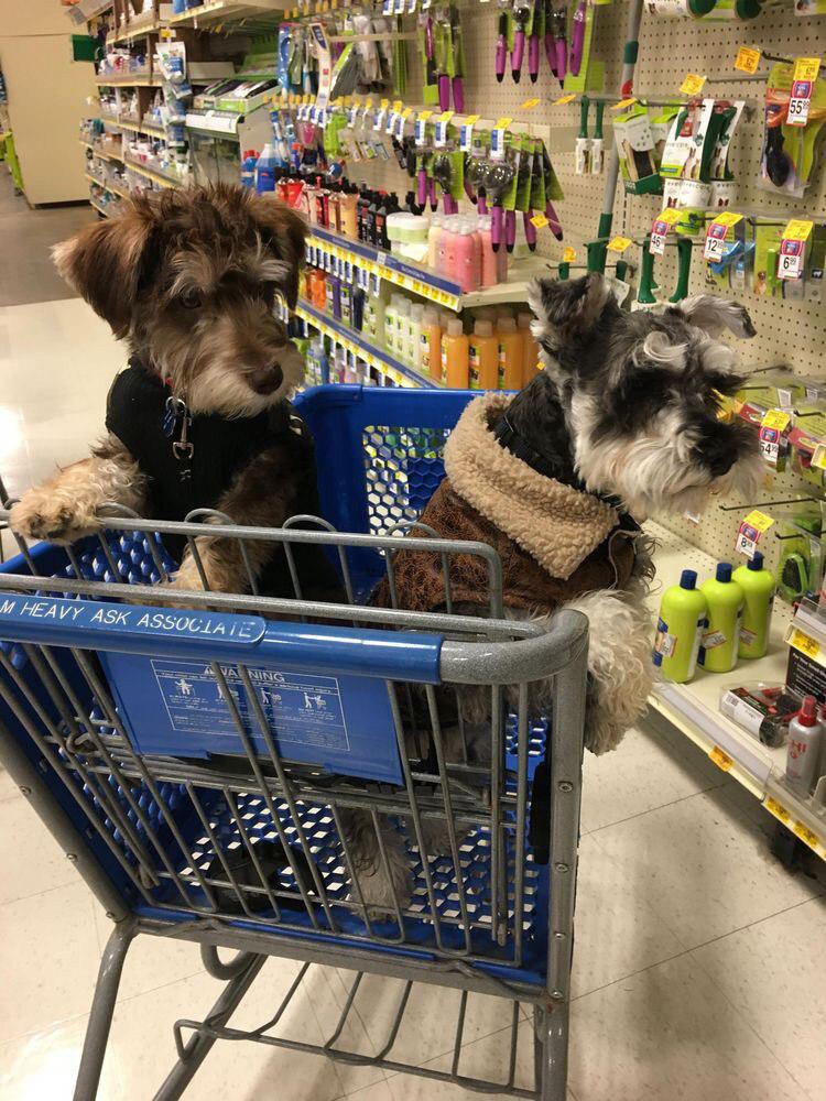 two Schnauzers in a shopping cart