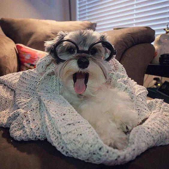 Schnauzer puppy in nerdy glasses while opening its mouth