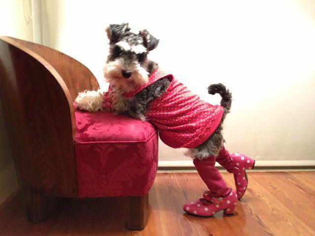 Schnauzers in pink outfit