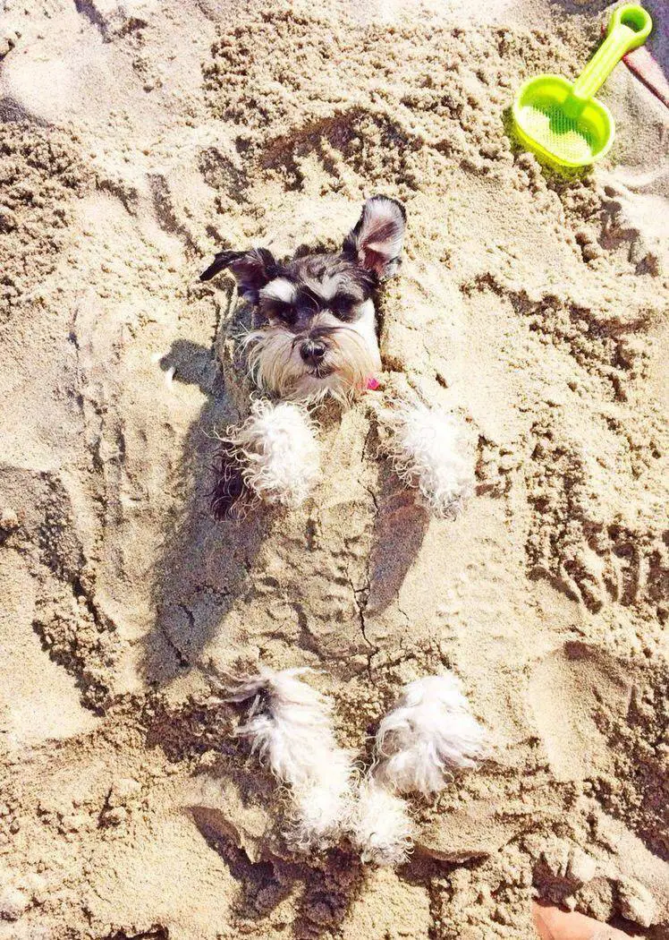 Schnauzer dog buried in sand