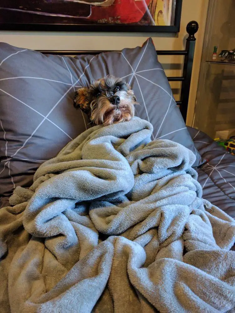Schnauzer dog lying comfortably in bed with blankets
