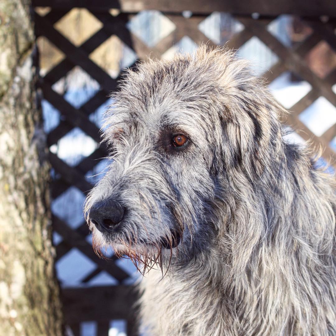 Irish Wolfhound dog with brown eyes looking