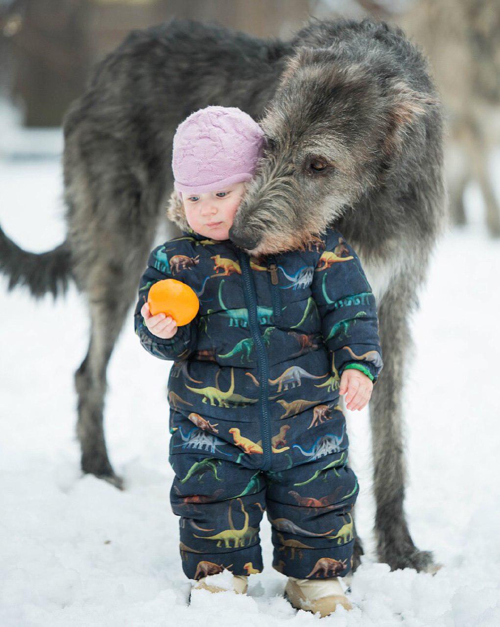 Irish Wolfhound dog with a child outside in snow