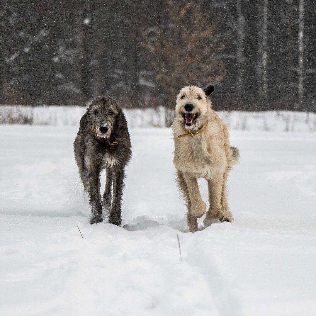 two Irish Wolfhound dog, one is happy the other is serious