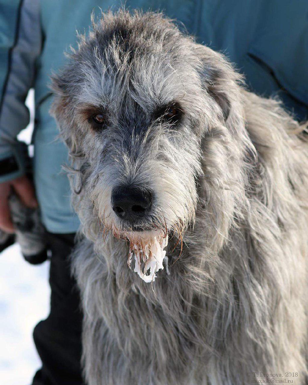 Irish Wolfhound dog with a snow on its beard