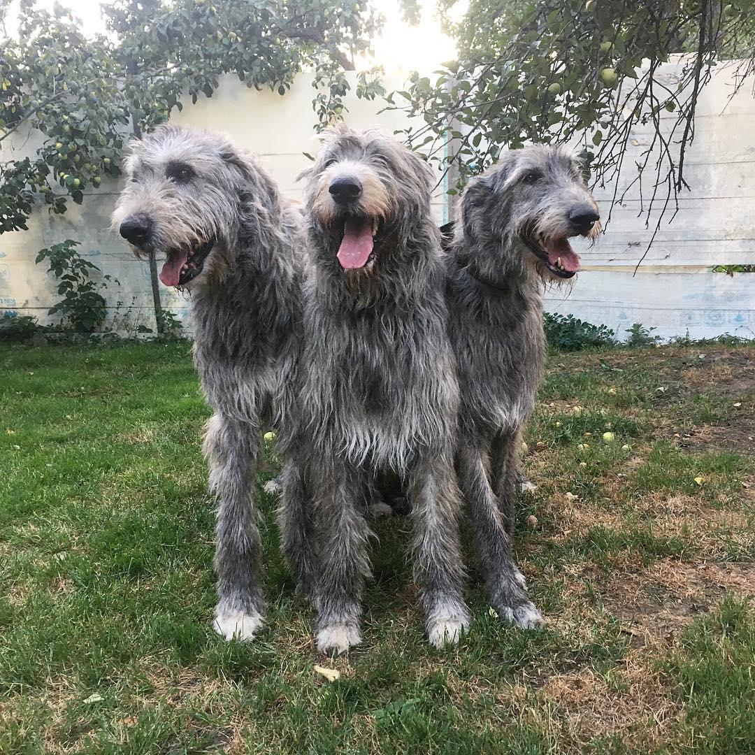 three happy Irish Wolfhound dogs outdoors