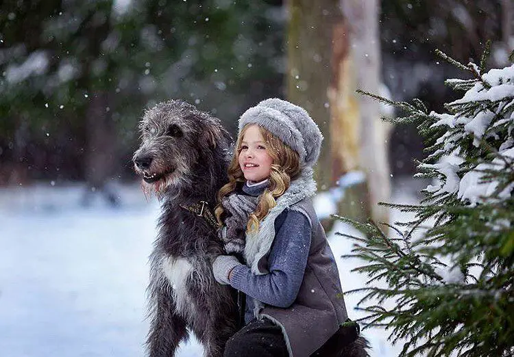 Irish Wolfhound dog with a kid in snow