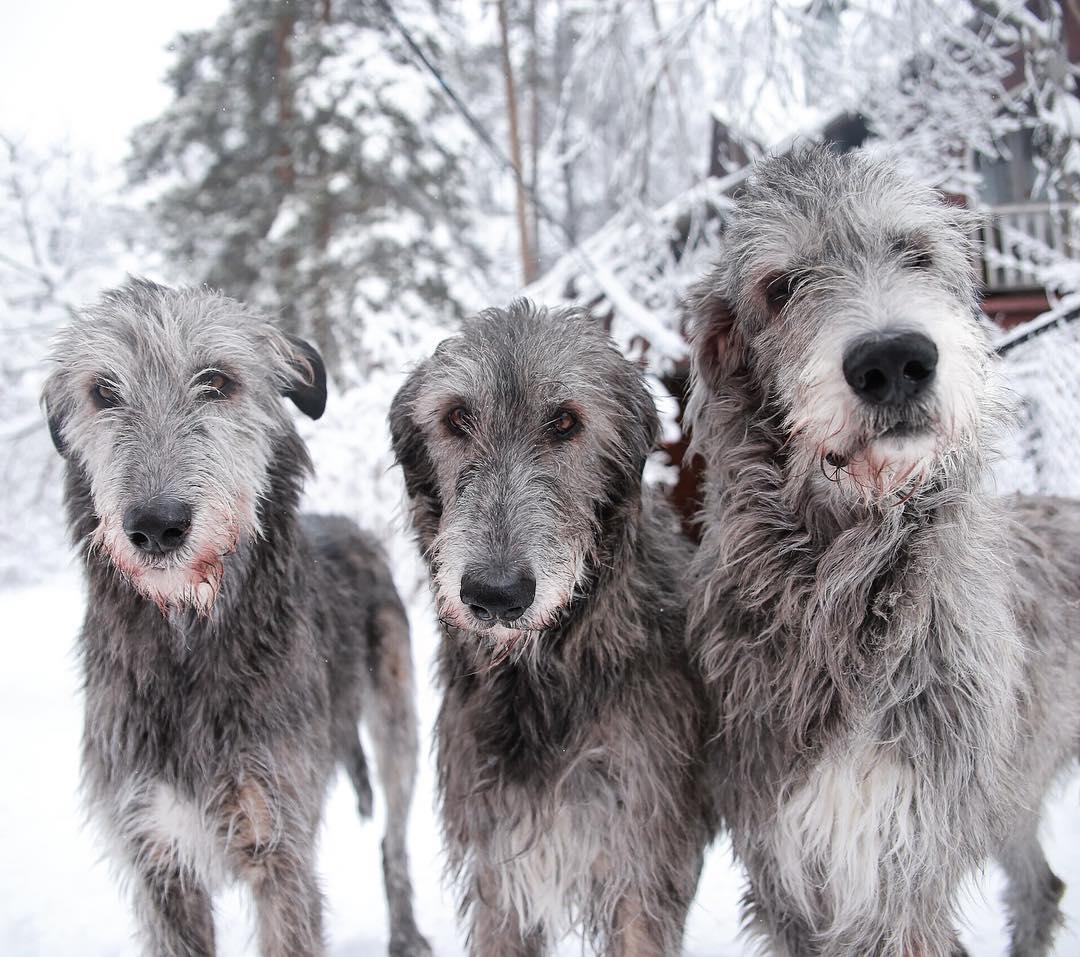 three Irish Wolfhound dogs outdoors in snow