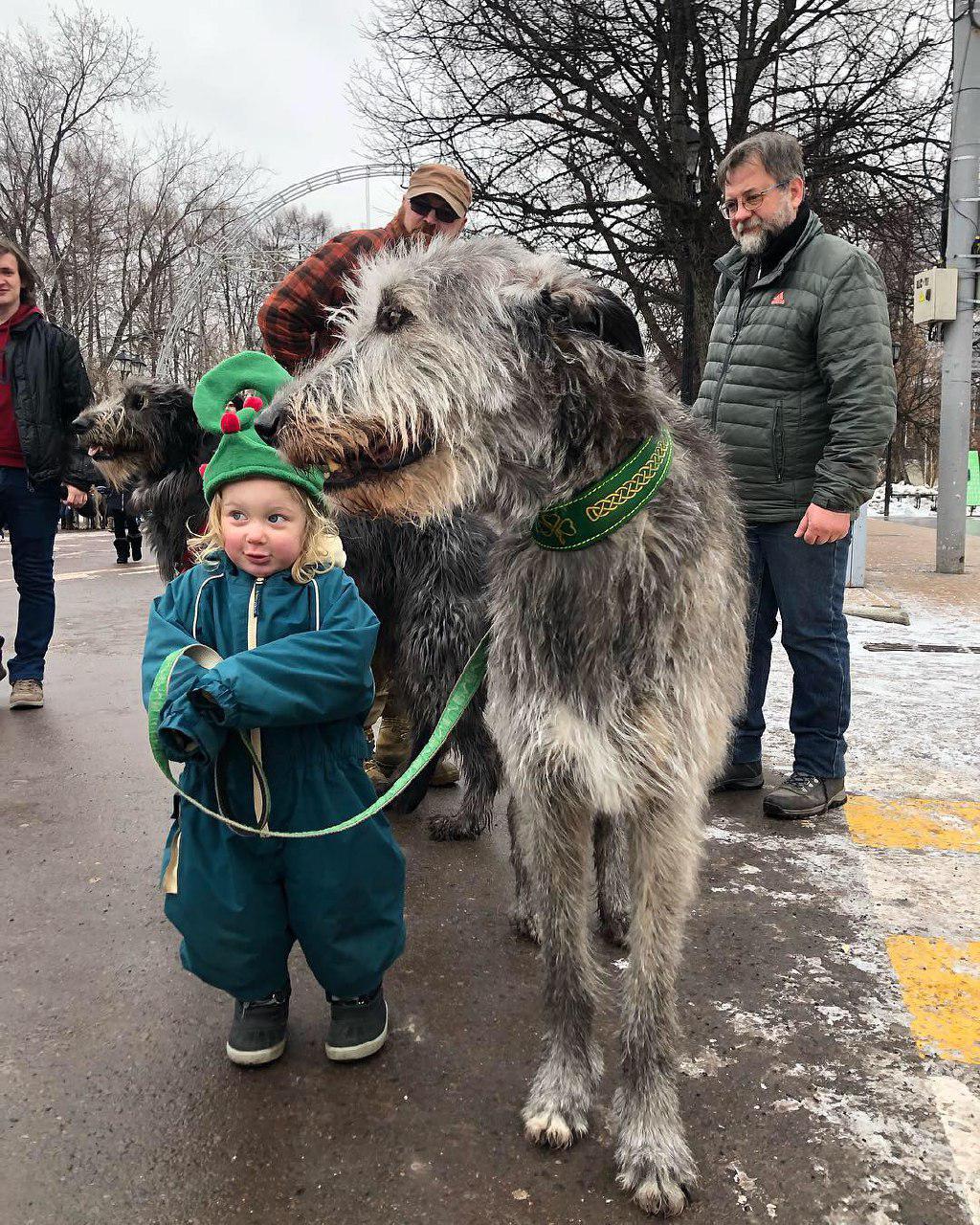 Irish Wolfhound dog with a kid outside the streets