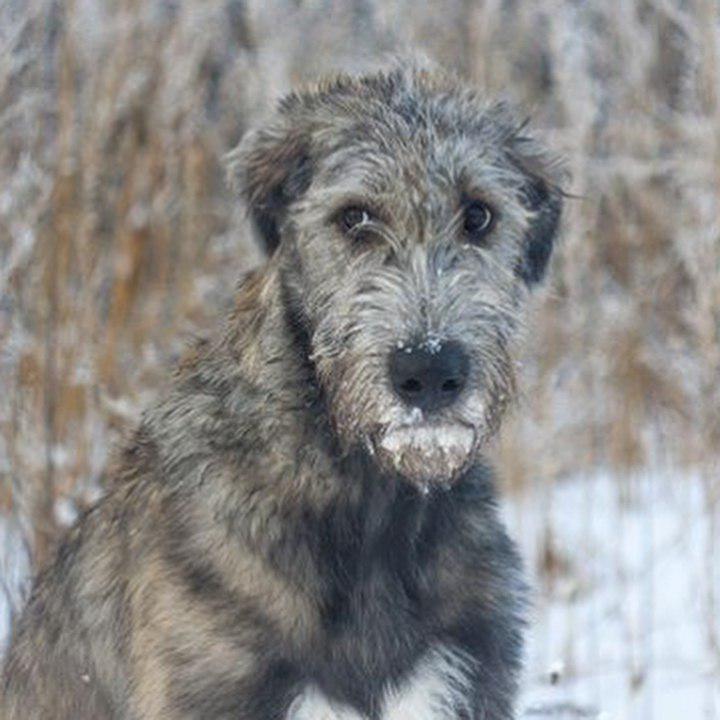 Irish Wolfhound outdoors during winter