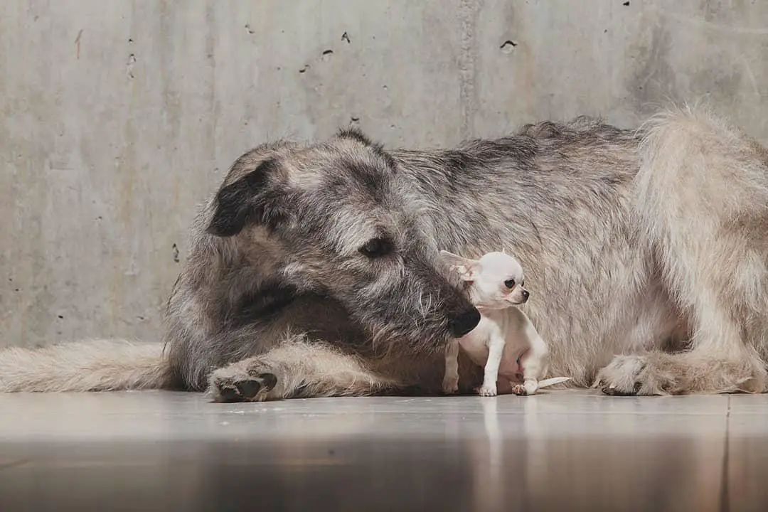 Irish Wolfhound dog resting on the floor while a white chihuahua is sitting beside it