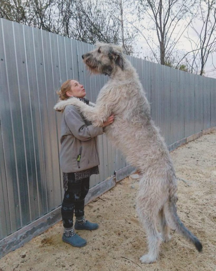giant wolf hound
