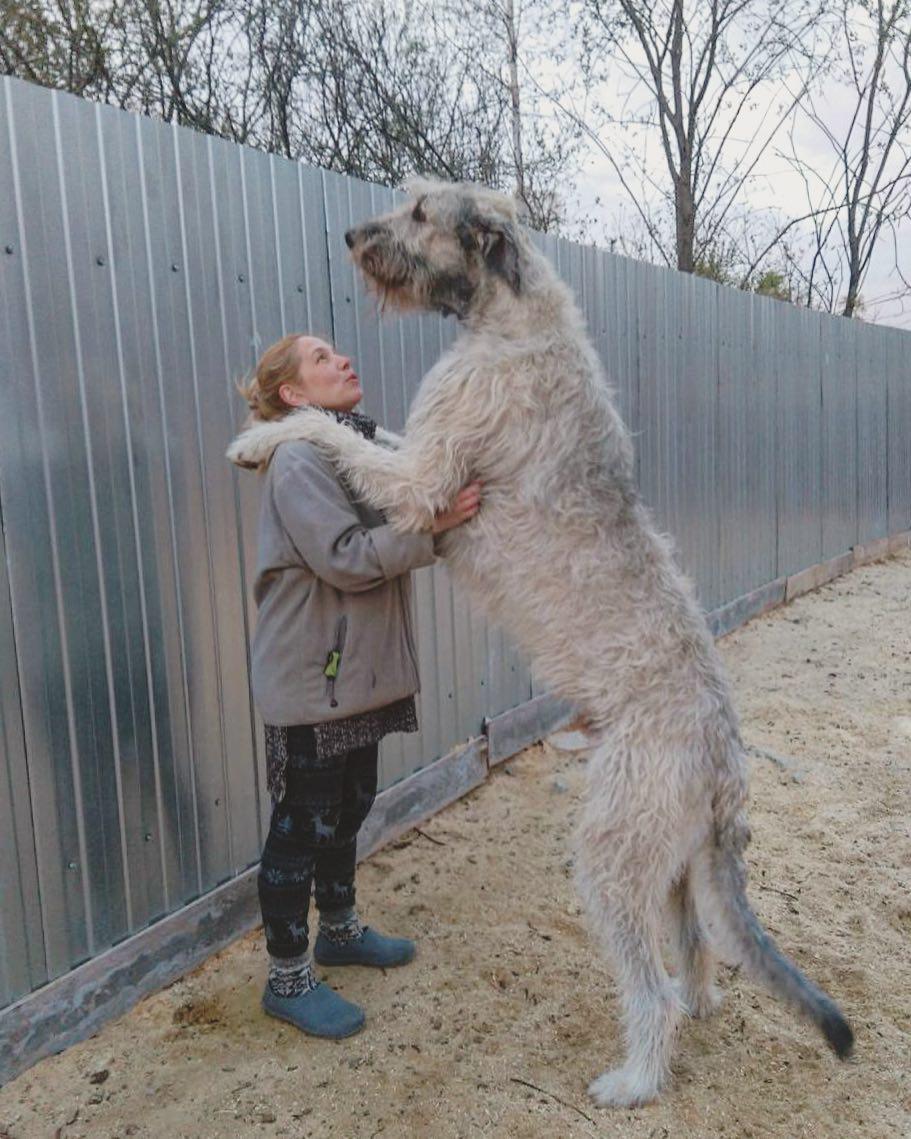 Irish Wolfhound dog dancing with his human