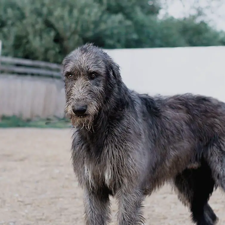 Irish Wolfhound dog with serious face outdoors