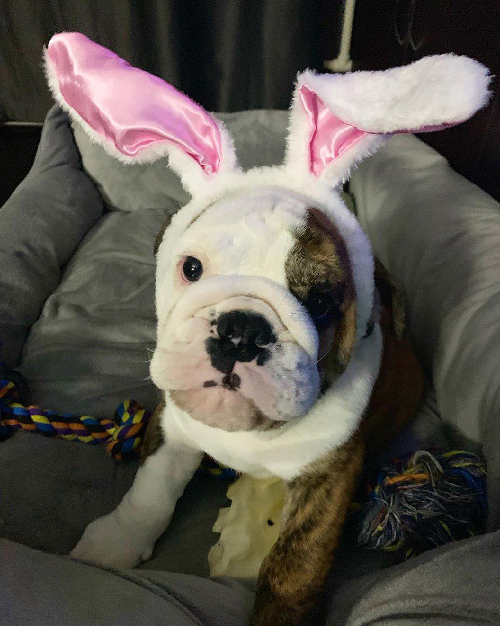 An English Bulldog wearing bunny ears headpiece while sitting on its bed
