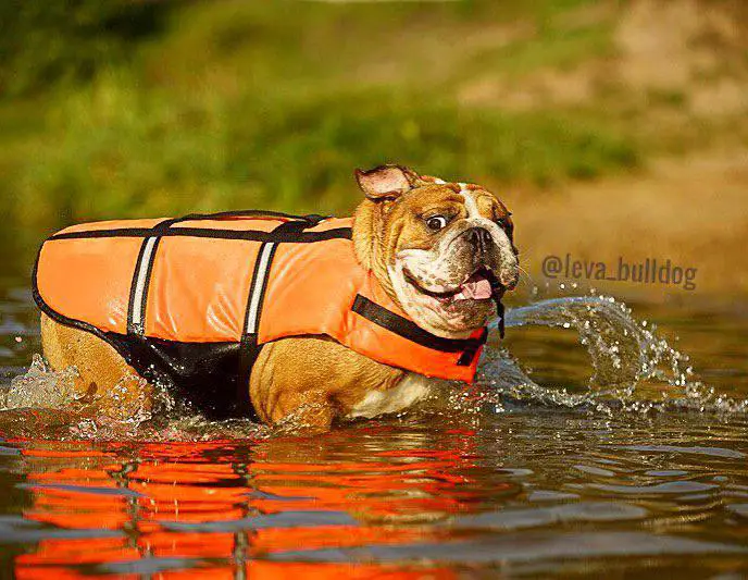 An English Bulldog wearing a life vest while in the lake