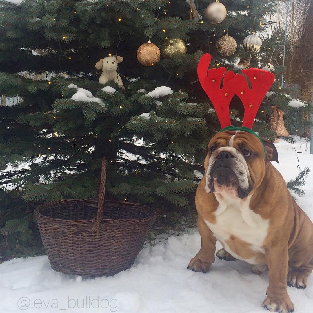 An English Bulldog wearing reindeer ears headpiece while sitting next to tall christmas tree
