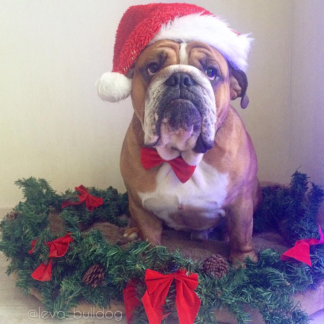 An English Bulldog wearing santa hat while sitting in the middle of its garland on its bed