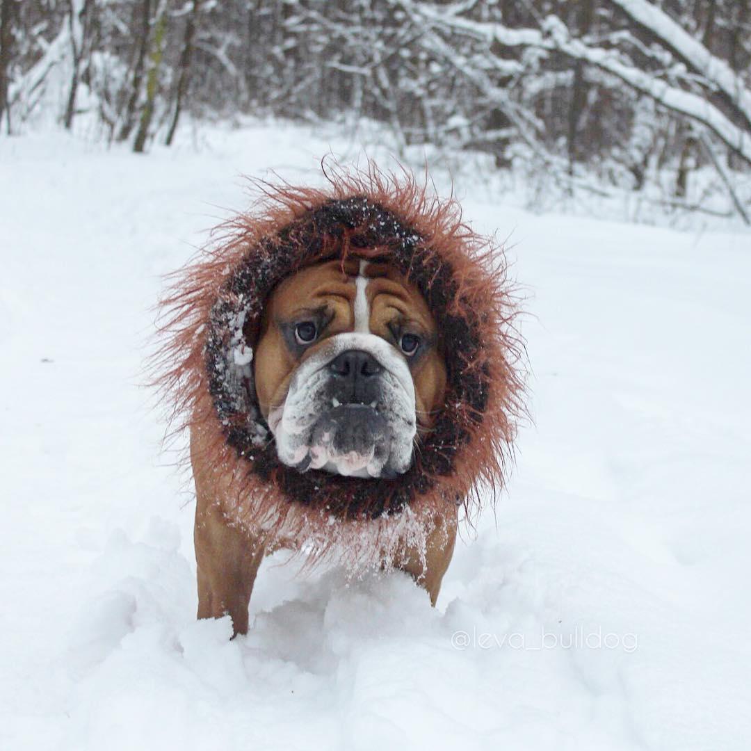 An English Bulldog wearing a lion head piece while standing in snow