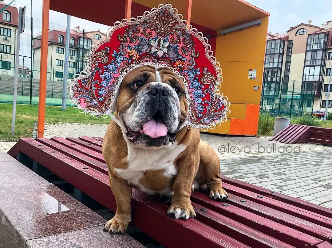 An English Bulldog wearing an artistic headpiece while sitting on the bench at the park