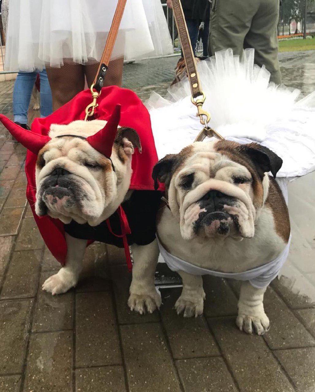 two English Bulldogs in their demon and angel costume while standing on the pavement with a woman behind them
