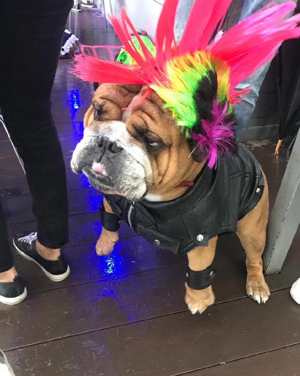 An English Bulldog in rocker costume