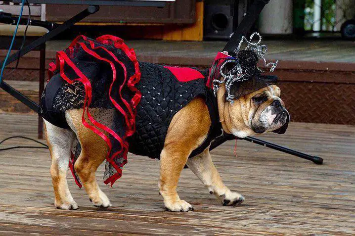 An English Bulldog in gothic beauty costume while walking on the wooden floor