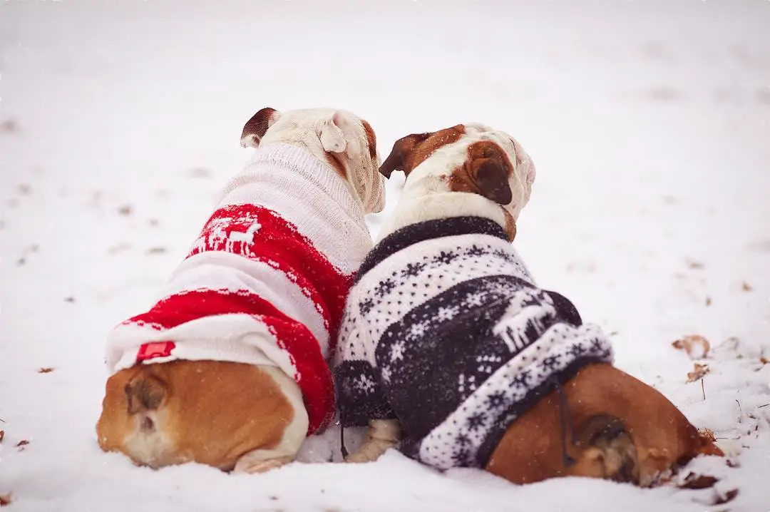 two English Bulldog wearing their holiday sweaters while sitting in snow
