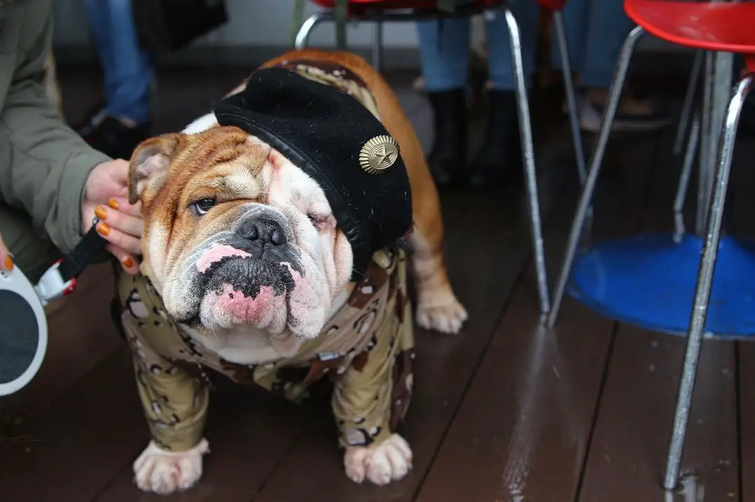 An English Bulldog in military costume