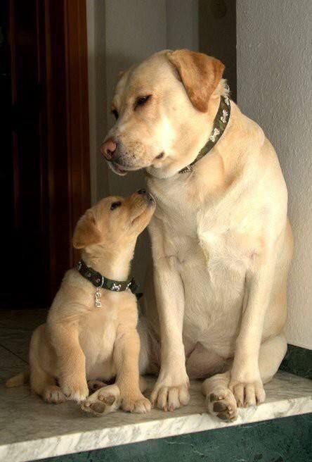 yellow adult and puppy Labrador sitting on the floor