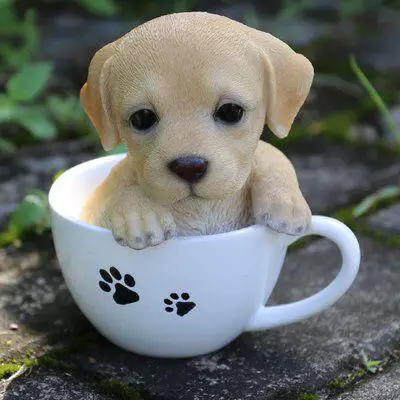 yellow Labrador puppy on a teacup in the garden