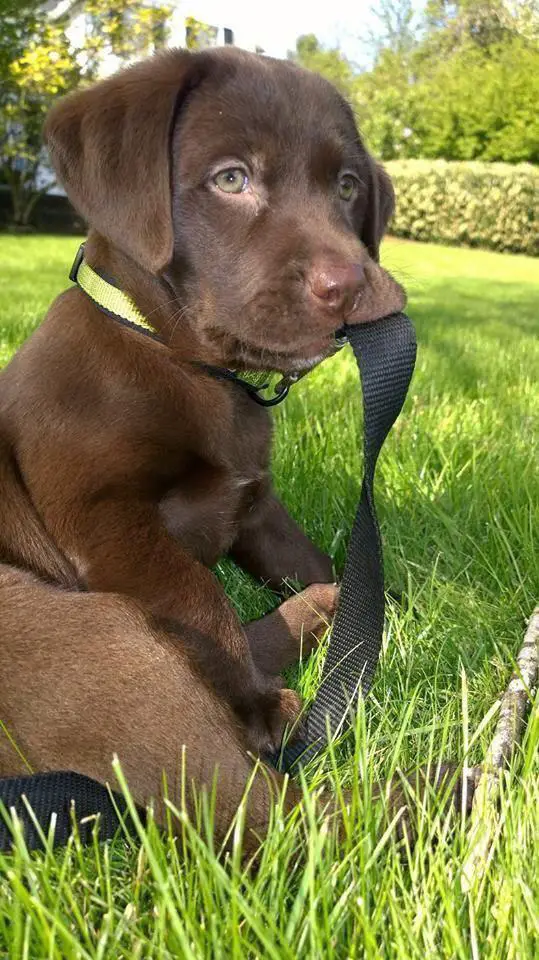chocolate brown Labrador puppy sitting on the green grass while biting its leash