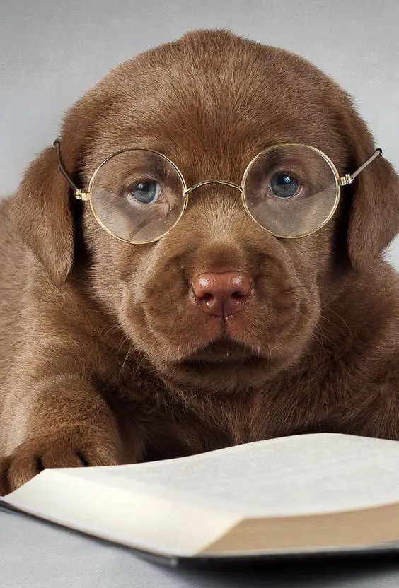 chocolate brown Labrador puppy wearing glasses while lying down with a book in front