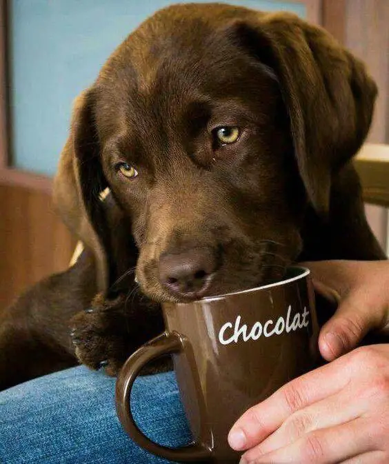 chocolate brown Labrador licking from a cup with a 