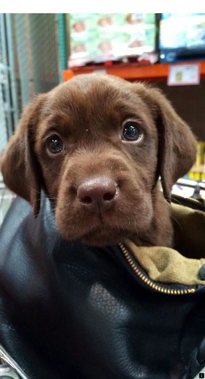 chocolate brown Labrador puppy in a bag with its face showing while looking up with its puppy eyes