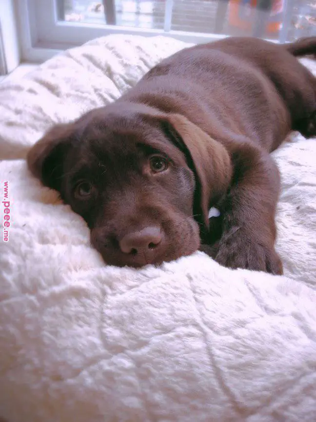 chocolate brown Labrador puppy lying down on the bed with its adorable eyes