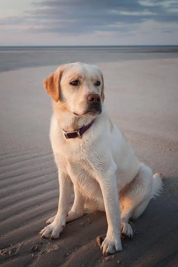 yellow adult Labrador sitting by the seashore