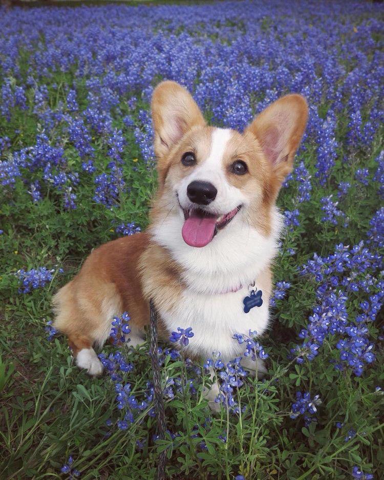 smiling corgi sitting in the field of purple flowers