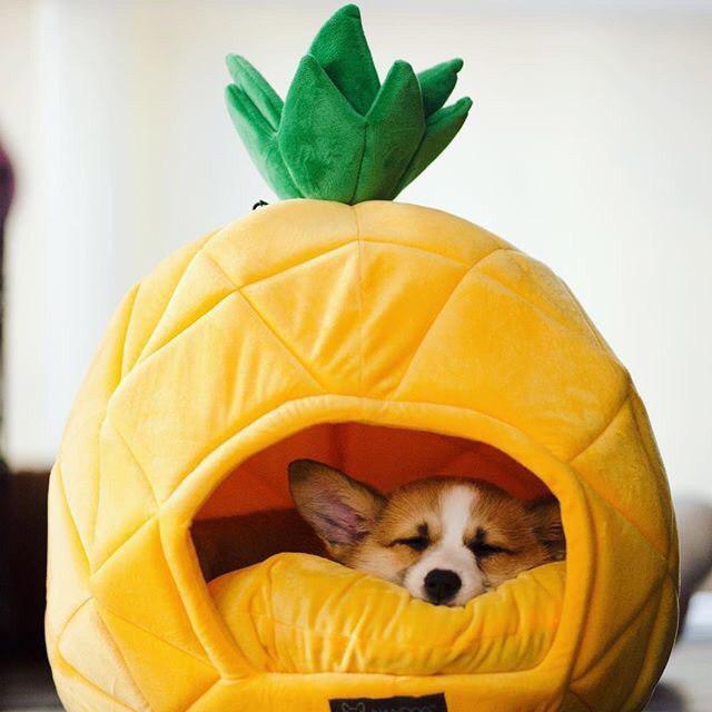 Corgi sleeping inside its pineapple bed