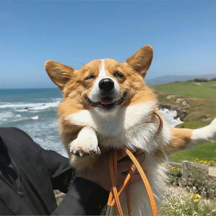holding a smiling Corgi up in the mountain with an ocean view