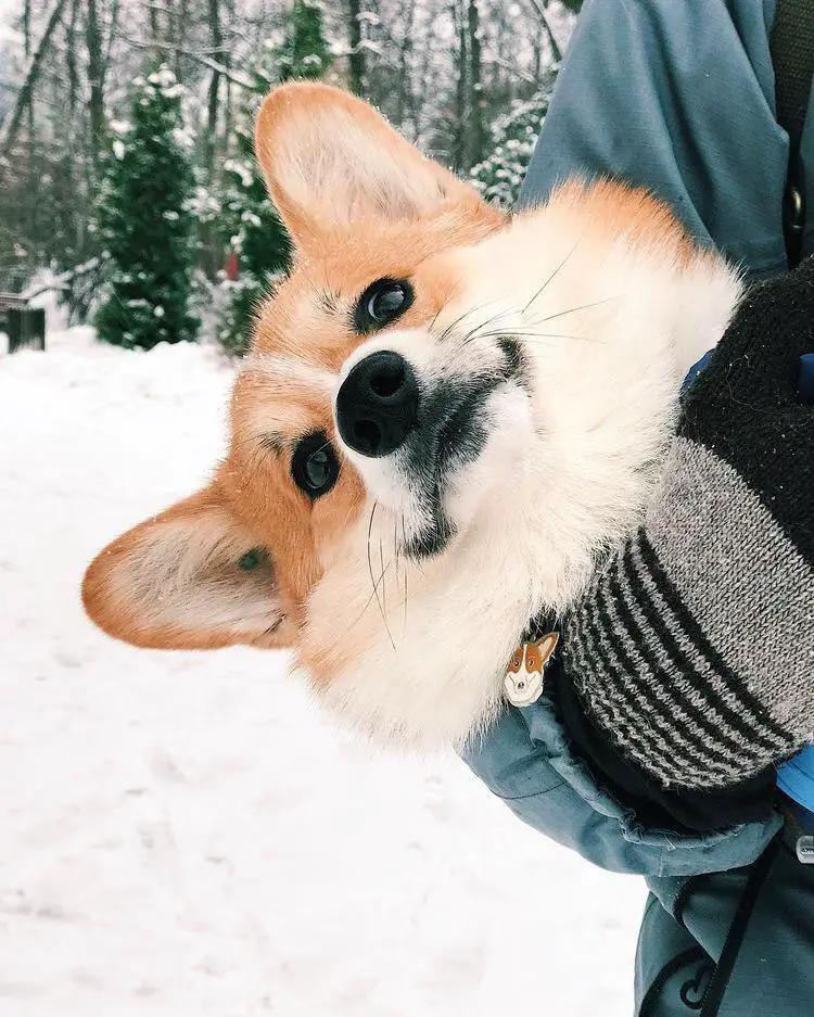 carrying a Corgi outdoors in snow